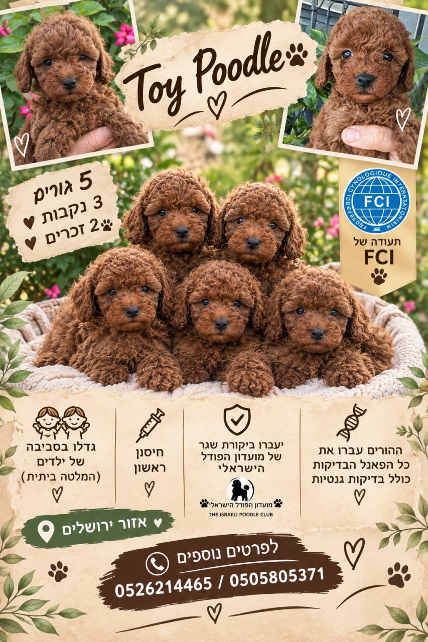 ננסי פוון - אבשלום