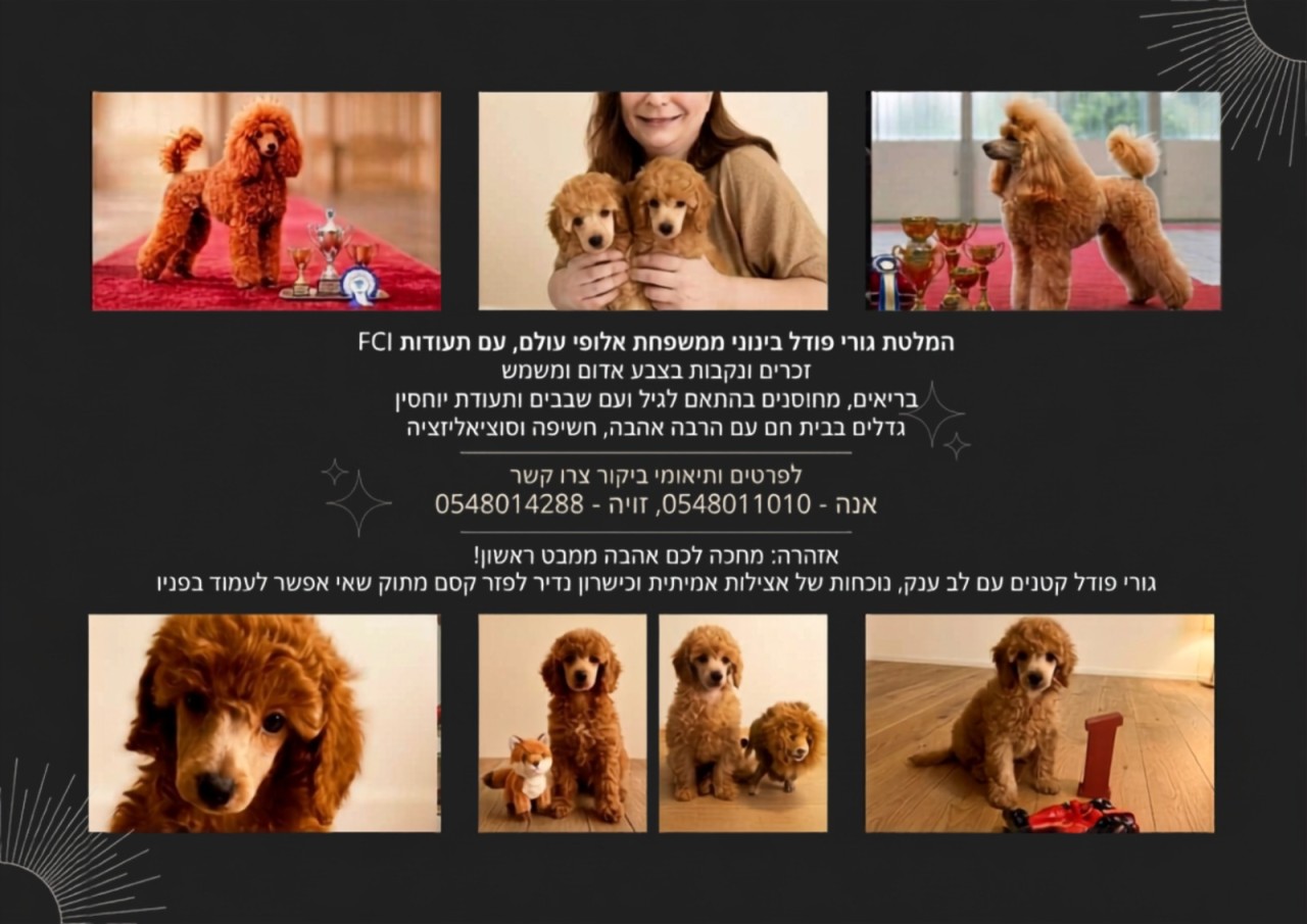 בינוני פוון - נודלמן