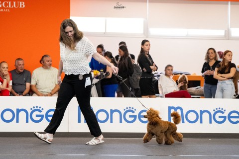 תערוכה לאומית — IRINABUSHANSKY-poodleclubshow-220.jpg