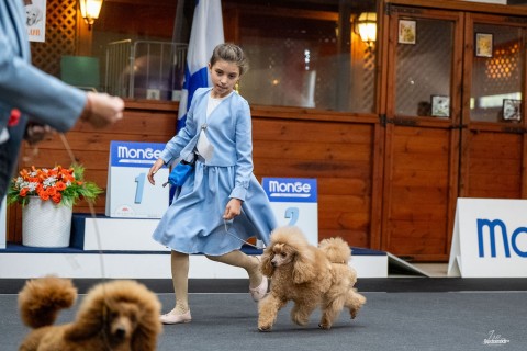 תערוכה לאומית — IRINABUSHANSKY-poodleclubshow-80.jpg