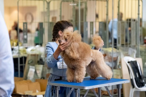 תערוכה לאומית — IRINABUSHANSKY-poodleclubshow-87.jpg