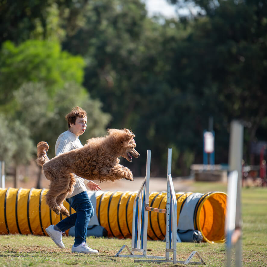 פודלים במועדון הישראלי — 3